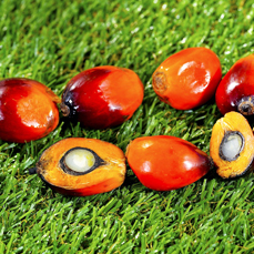 Palm Oil